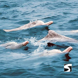 Cruise Ship Tour Pink Dolphins Khanom - kohsamui.tours