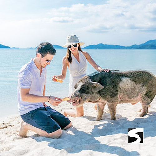 Sunset snorkeling tour pig island Koh Mudsum & Koh Tan - kohsamui.tours