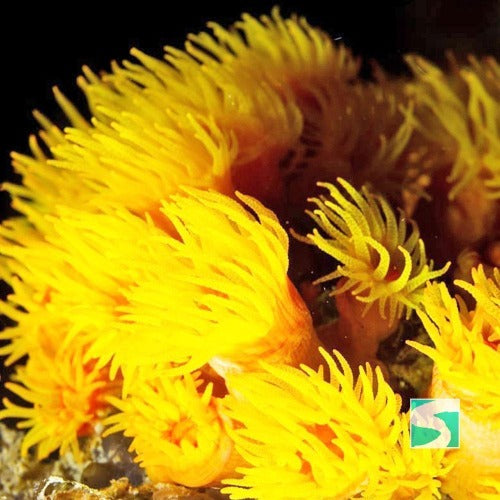 Diving Koh Tao - Discover the open sea - kohsamui.tours