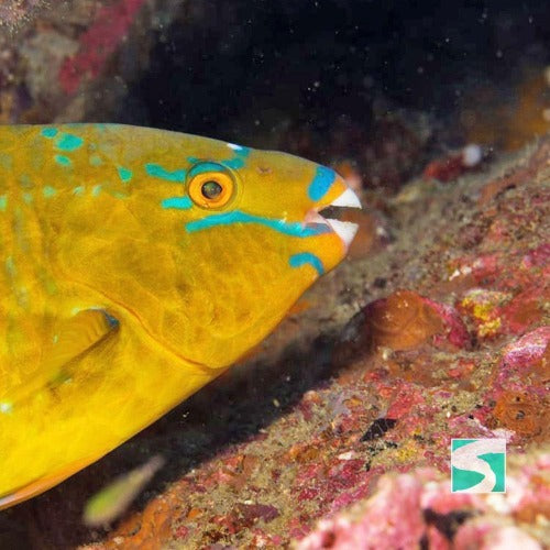 Diving Koh Tao - Discover the open sea - kohsamui.tours