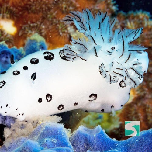 Diving Koh Tao - Discover the open sea - kohsamui.tours