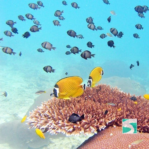 Private Diving Tour Island Koh Tan & Koh Mudsum - kohsamui.tours