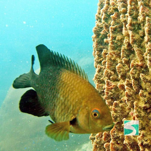 Private Diving Tour Island Koh Tan & Koh Mudsum - kohsamui.tours
