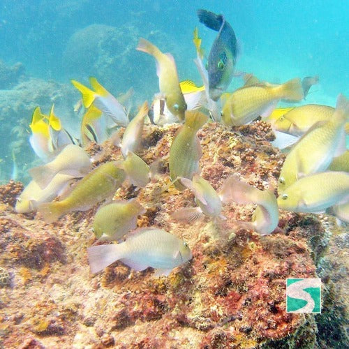 Private Diving Tour Island Koh Tan & Koh Mudsum - kohsamui.tours