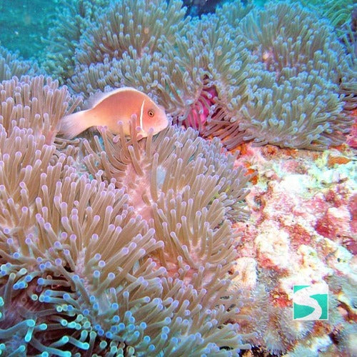 Private Diving Tour Island Koh Tan & Koh Mudsum - kohsamui.tours