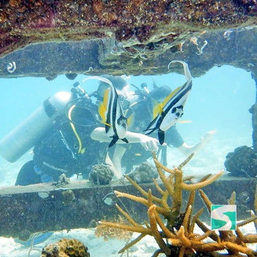 Koh Samui diving course - pool & open sea - kohsamui.tours