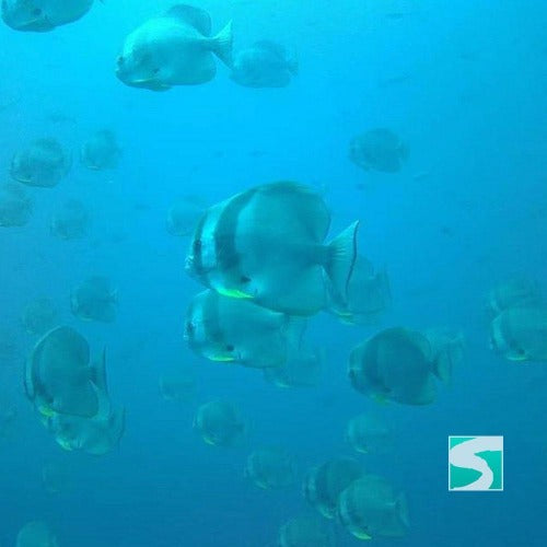 Koh Samui diving course - pool & open sea - kohsamui.tours