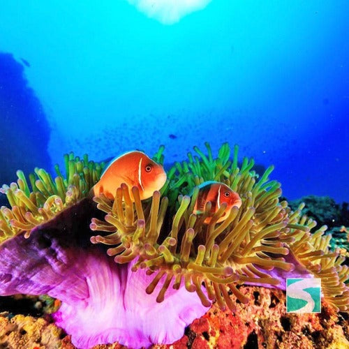 Diving Koh Tao - Sail Rock & whale shark - kohsamui.tours
