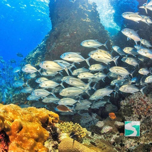 Diving Koh Tao - Sail Rock & whale shark - kohsamui.tours