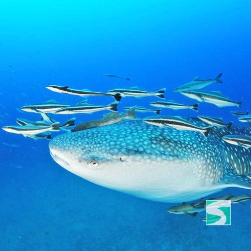 Diving Koh Tao - Sail Rock & whale shark - kohsamui.tours