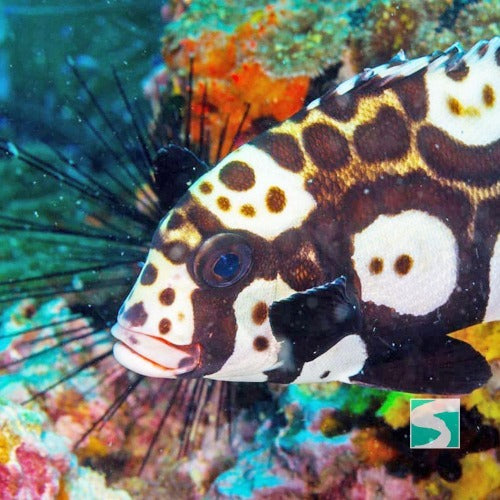 Diving Koh Samui - At beach for beginners - kohsamui.tours