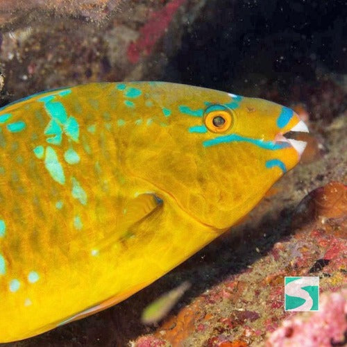 Diving Koh Samui - At beach for beginners - kohsamui.tours