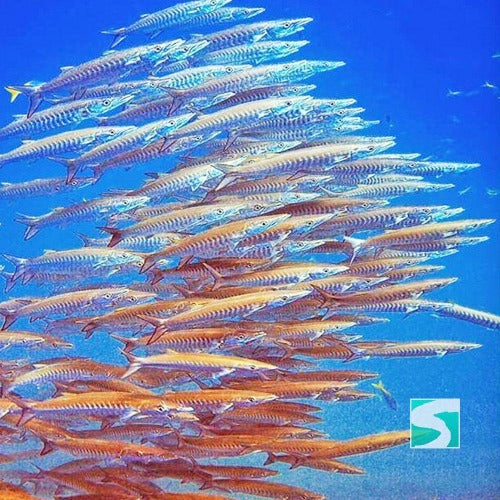 Diving Koh Samui - At beach for beginners - kohsamui.tours