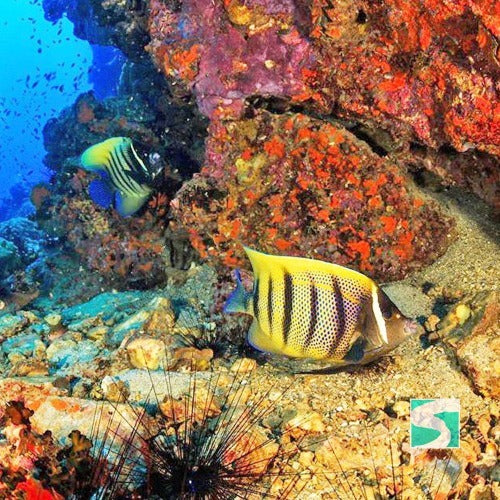 Diving Koh Samui - At beach for beginners - kohsamui.tours