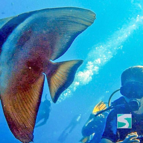 Diving Koh Samui - At beach for beginners - kohsamui.tours