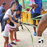 Koh Samui Elephant Home Animal Shelter Feeding Activity