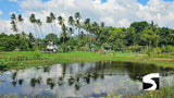 Lotus pond with palm trees at I-Talay Park, Koh Samui