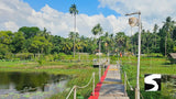 Wooden bridge crossing the lotus pond at I-Talay Park – featured on kohsamui.tours' White Lotus Tour