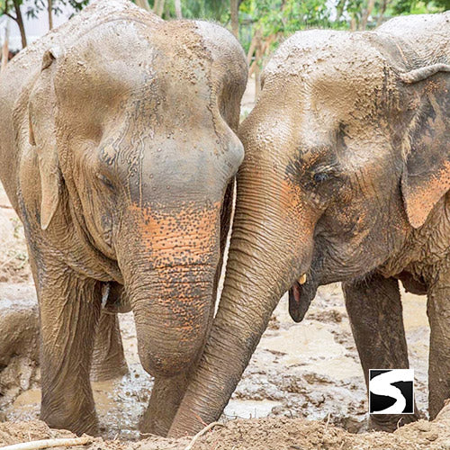 Elephant Sanctuary Samui - Ethical Animal Activity - kohsamui.tours