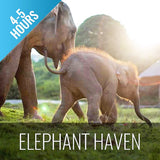 Koh Samui Elephant Haven - Animal Activity
