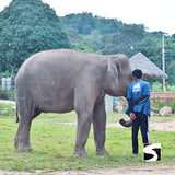 Koh Samui Elephant Home - Animal Activity - kohsamui.tours