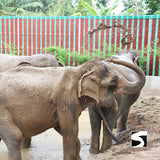 Half Day Activity Koh Samui Elephant Home Animal Shelter - kohsamui.tours