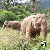 Half Day Activity Koh Samui Elephant Home Animal Shelter - kohsamui.tours