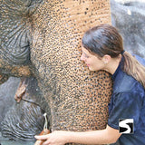 Half Day Activity Koh Samui Elephant Home Animal Shelter