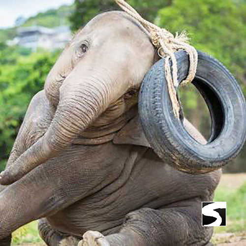 Koh Samui Elephant Home - Animal Activity - kohsamui.tours