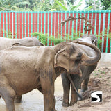 Elephant Home Animal Shelter - Shore Excursion Koh Samui - kohsamui.tours