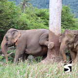 <b>**Hot Deal 30%**</b></br> Half Day Activity Elephant Home Shelter