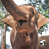 Koh Samui Elephant Home Animal Shelter Feeding Activity