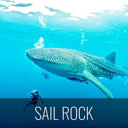 Diving Koh Tao - Sail Rock & whale shark - kohsamui.tours